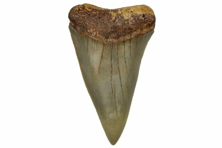 Fossil Broad-Toothed Mako Shark Tooth - North Carolina #257363